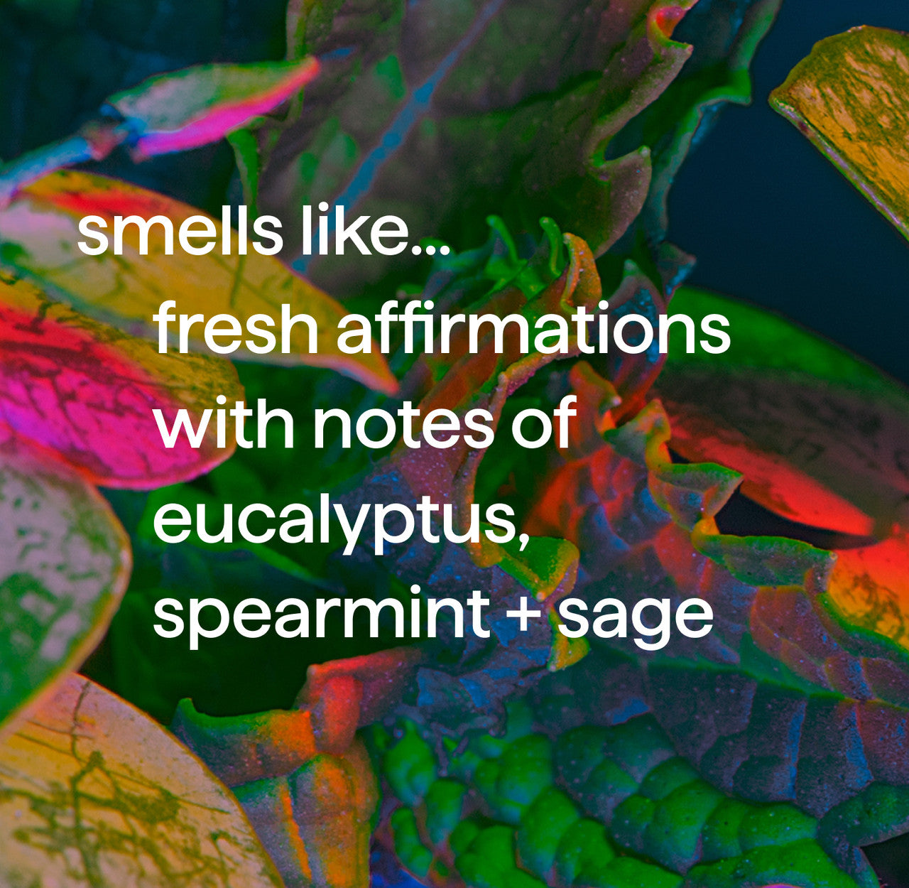body wash - fresh affirmations, 18 fl oz - Image 4